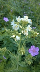 Polemonium foliosissimum