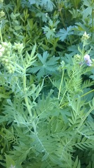 Polemonium foliosissimum