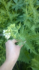 Polemonium foliosissimum
