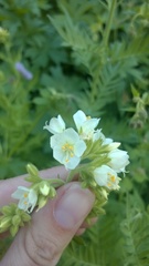 Polemonium foliosissimum