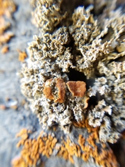 Xanthaptychia contortuplicata