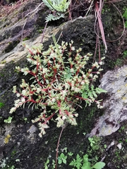 Sedum jaliscanum