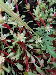 Sedum jaliscanum