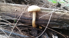 Gymnopilus