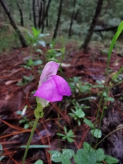 Phaseolus pauciflorus