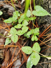 Phaseolus pauciflorus