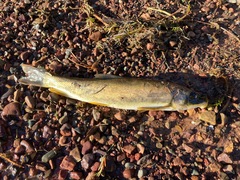 Catostomus catostomus