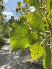 Populus deltoides deltoides