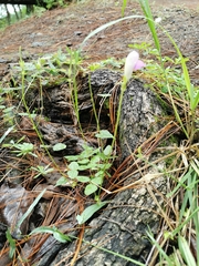 Phaseolus pauciflorus