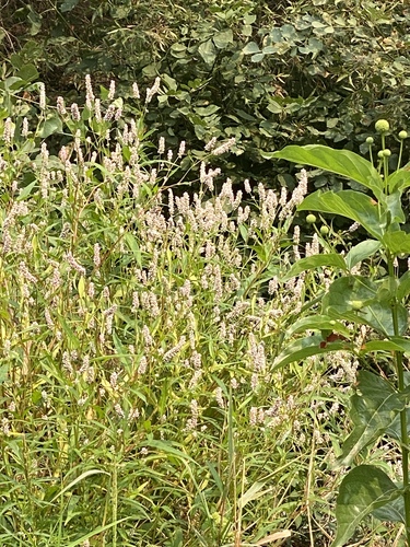 Persicaria pensylvanica iNat (3)