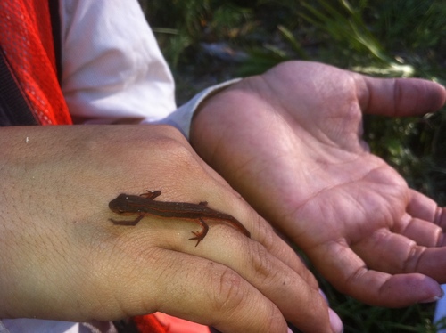 Salamandridae image