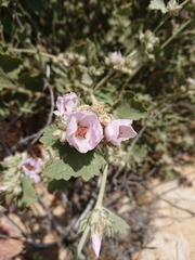 Malacothamnus marrubioides
