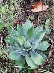 Agave guadalajarana