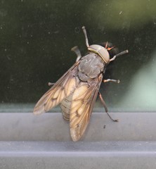 Tabanus proximus