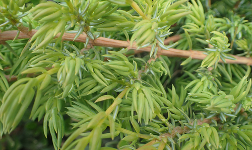 Paprastasis kadagys nuotrauka