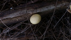 Gymnopilus