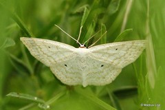 Scopula immutata
