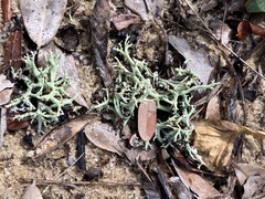 Cladonia leporina