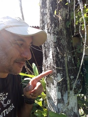 Cladomorphus phyllinus