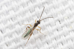 Orthocentrinae