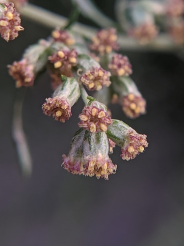 Paprastasis kietis nuotrauka