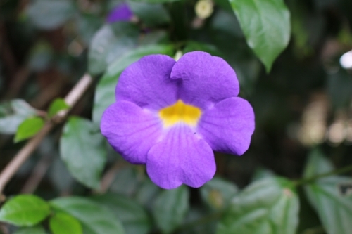 Thunbergia erecta