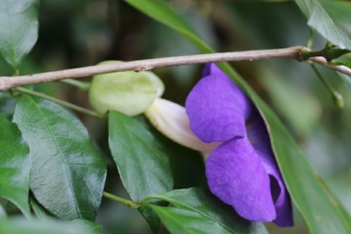 Thunbergia erecta