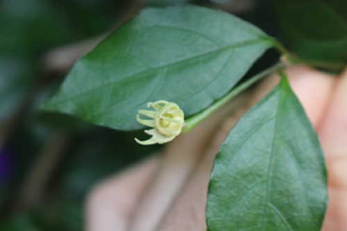 Thunbergia erecta