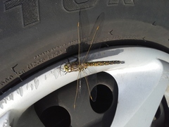 Rhionaeschna californica