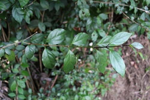 Thunbergia erecta