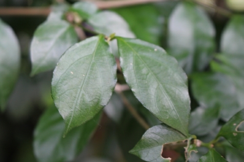 Thunbergia erecta