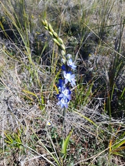 Thelymitra aristata
