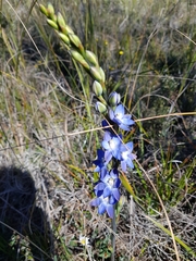 Thelymitra aristata