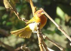 Hemithraupis ruficapilla