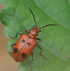 Neolema quadriguttata