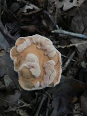 Hydnum subolympicum