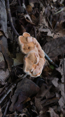 Hydnum subolympicum