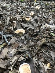 Hydnum subolympicum