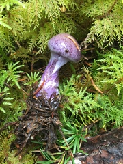 Thaxterogaster occidentalis