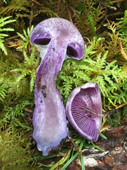 Thaxterogaster occidentalis