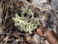 Cladonia perforata
