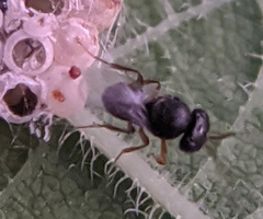 Trissolcus