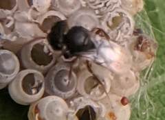 Trissolcus