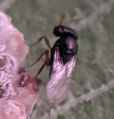 Trissolcus
