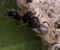 Trissolcus
