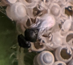Trissolcus