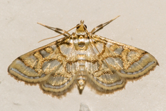 Pseudopyrausta santatalis