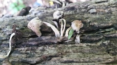 Fungi