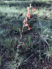 Ipomopsis aggregata formosissima