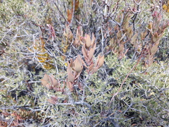 Tristerix verticillatus